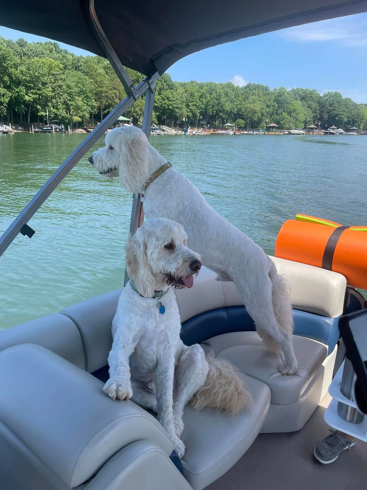 Mitchell Ludwig's dogs, Butters and Frodo